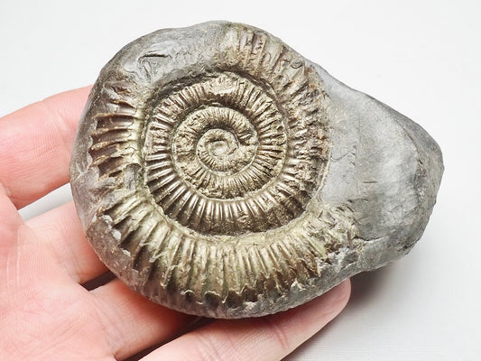 Dactylioceras From Whitby