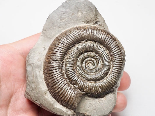 Dactylioceras Ammonite Whitby