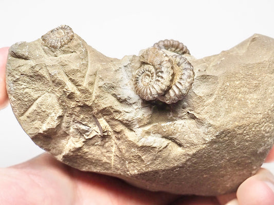 Rare Promiceras Ammonites