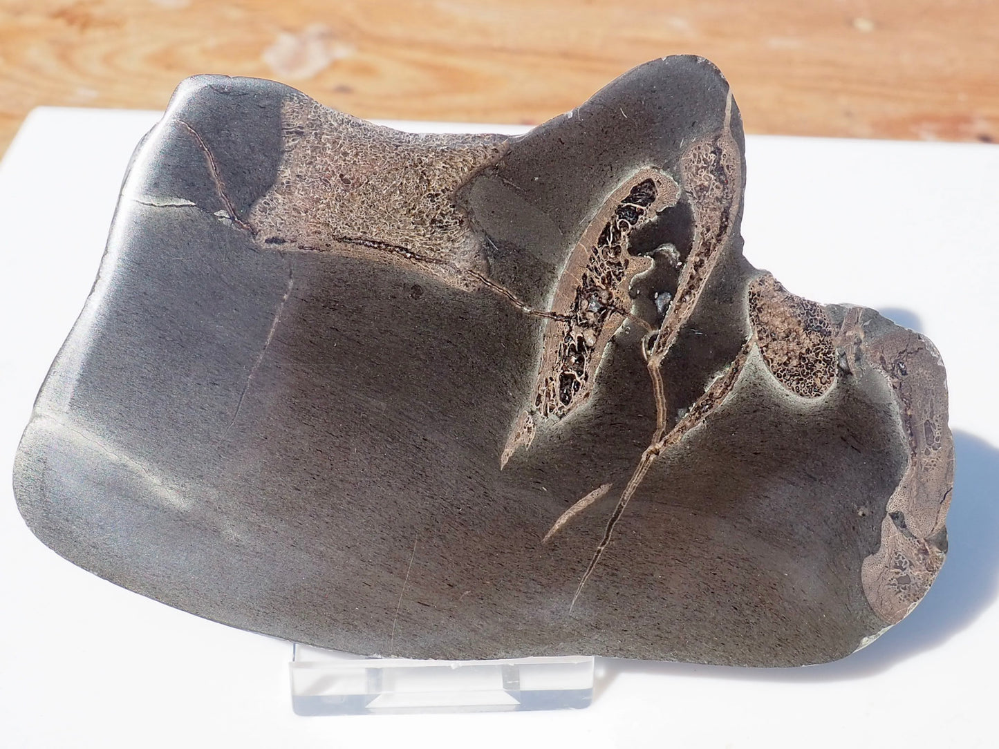 Cut & Polished Ichthyosaur Bones