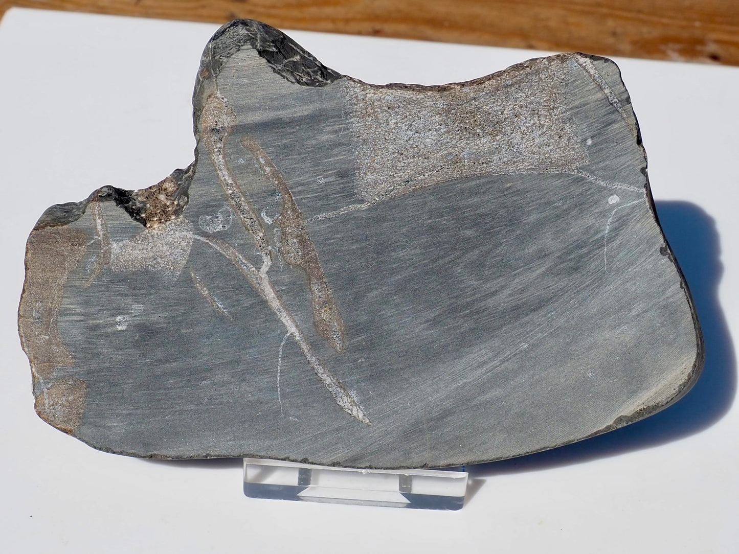 Cut & Polished Ichthyosaur Bones