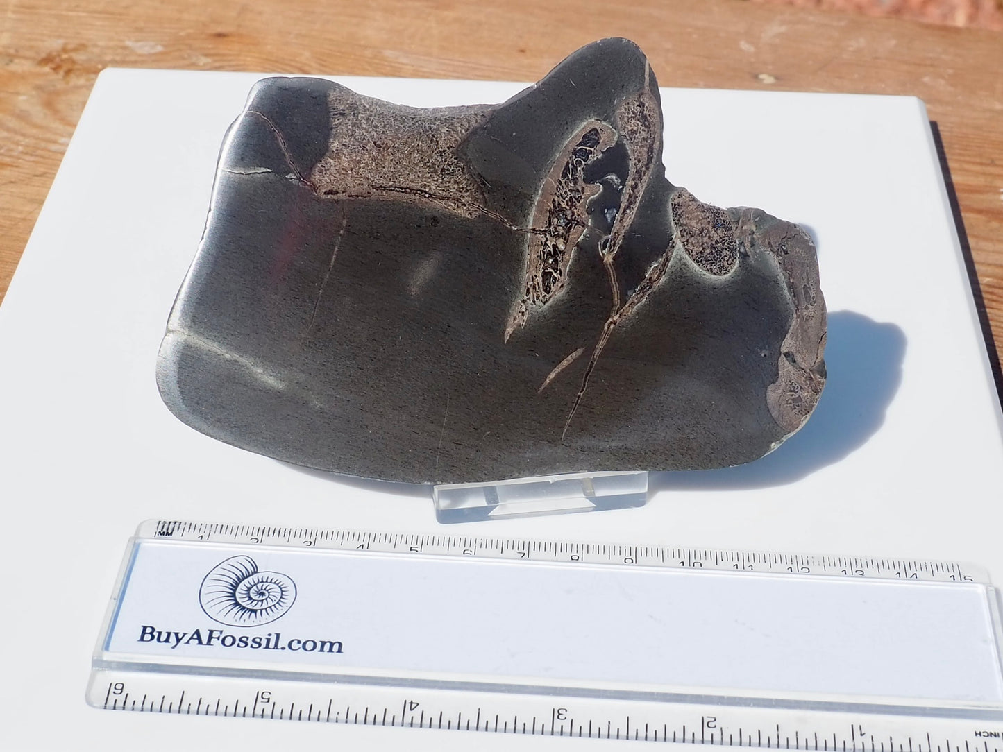 Cut & Polished Ichthyosaur Bones