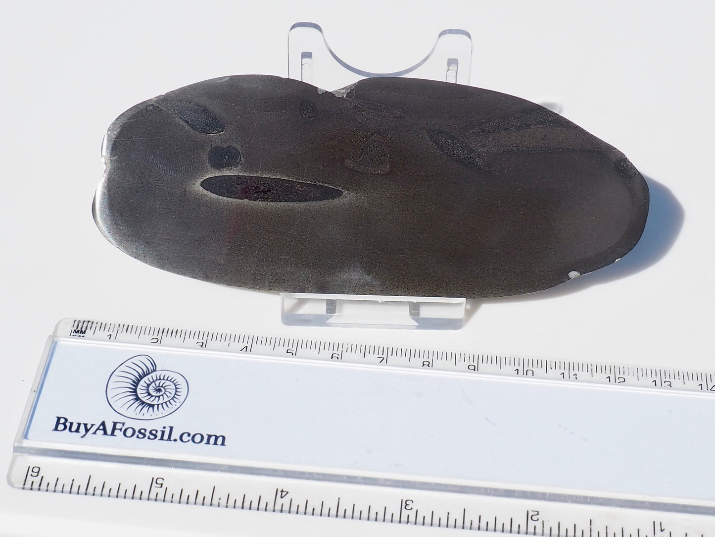 Ichthyosaur Ribs - Cut & Polished