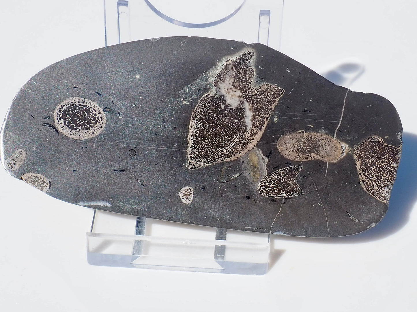 Ichthyosaur Ribs Cut & Polished (Stomach Contents)