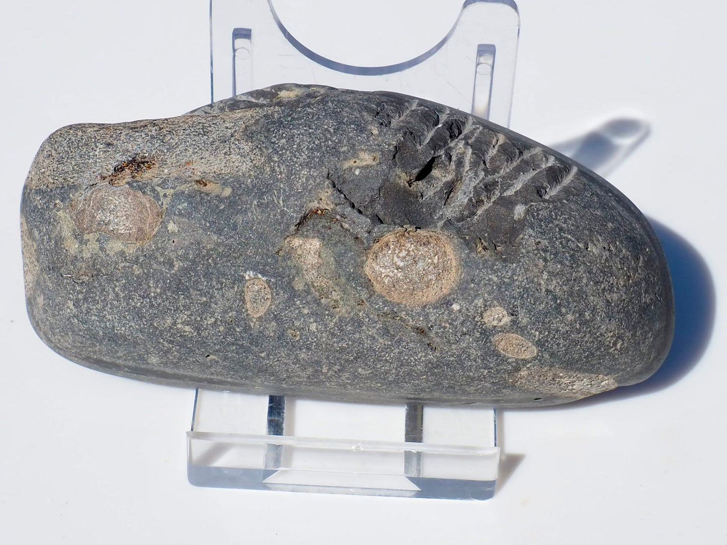 Ichthyosaur Ribs Cut & Polished (Stomach Contents)