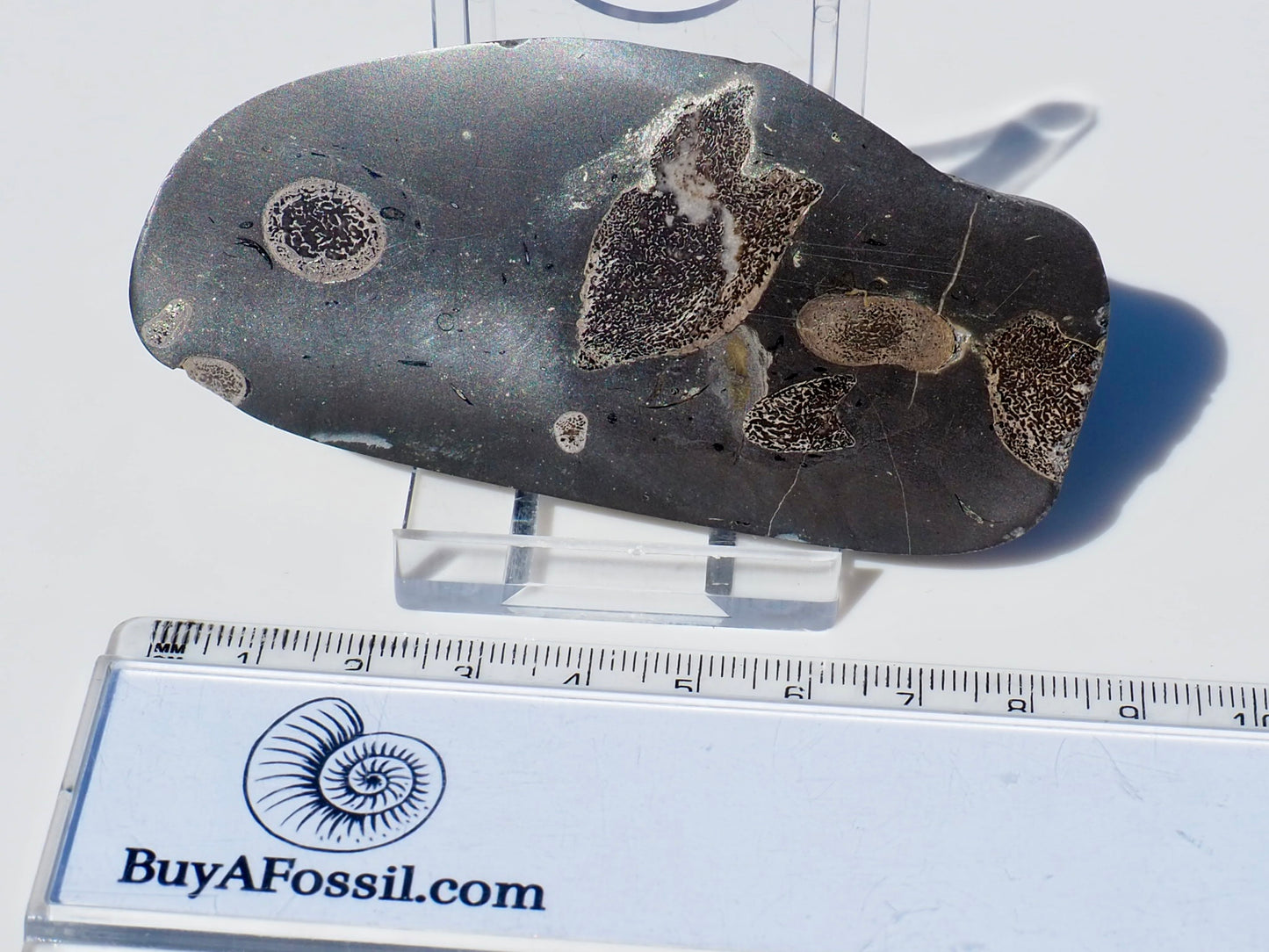 Ichthyosaur Ribs Cut & Polished (Stomach Contents)