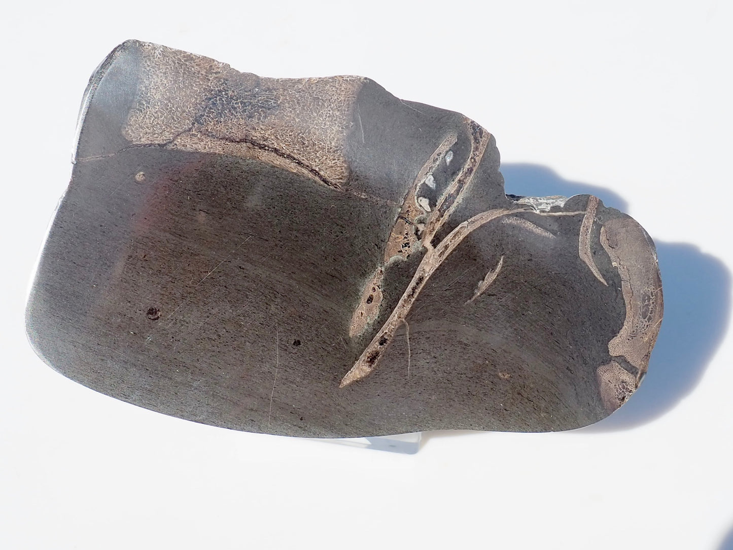 Cut & Polished Ichthyosaur Bones