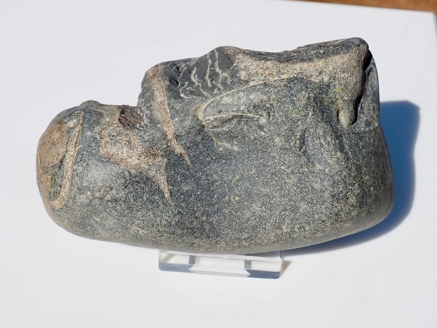 Cut & Polished Ichthyosaur Bones