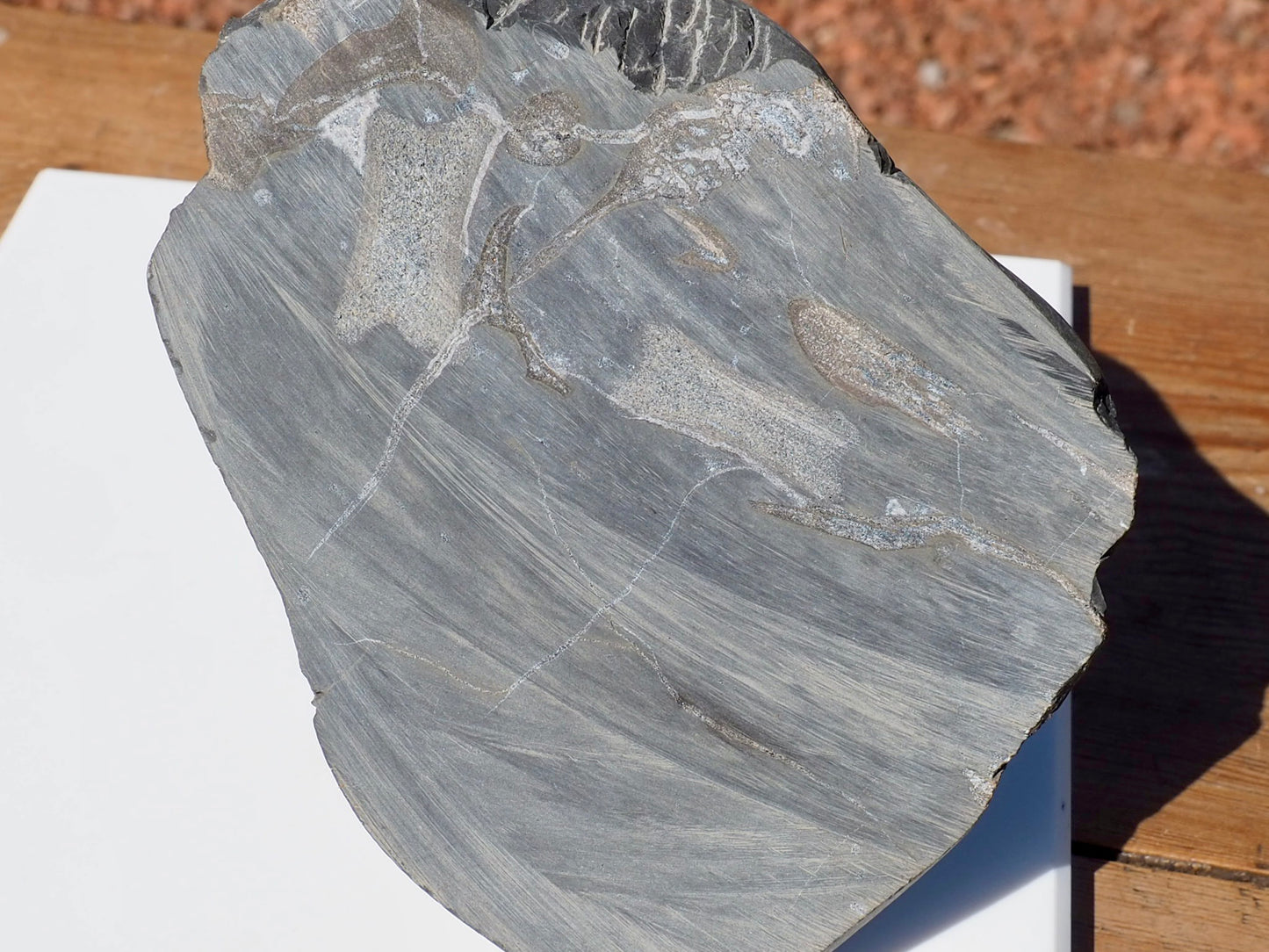 Cut & Polished Ichthyosaur Bones