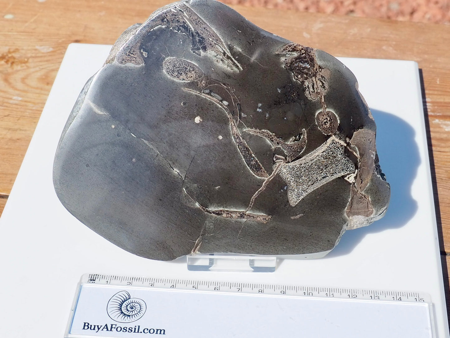 Cut & Polished Ichthyosaur Bones