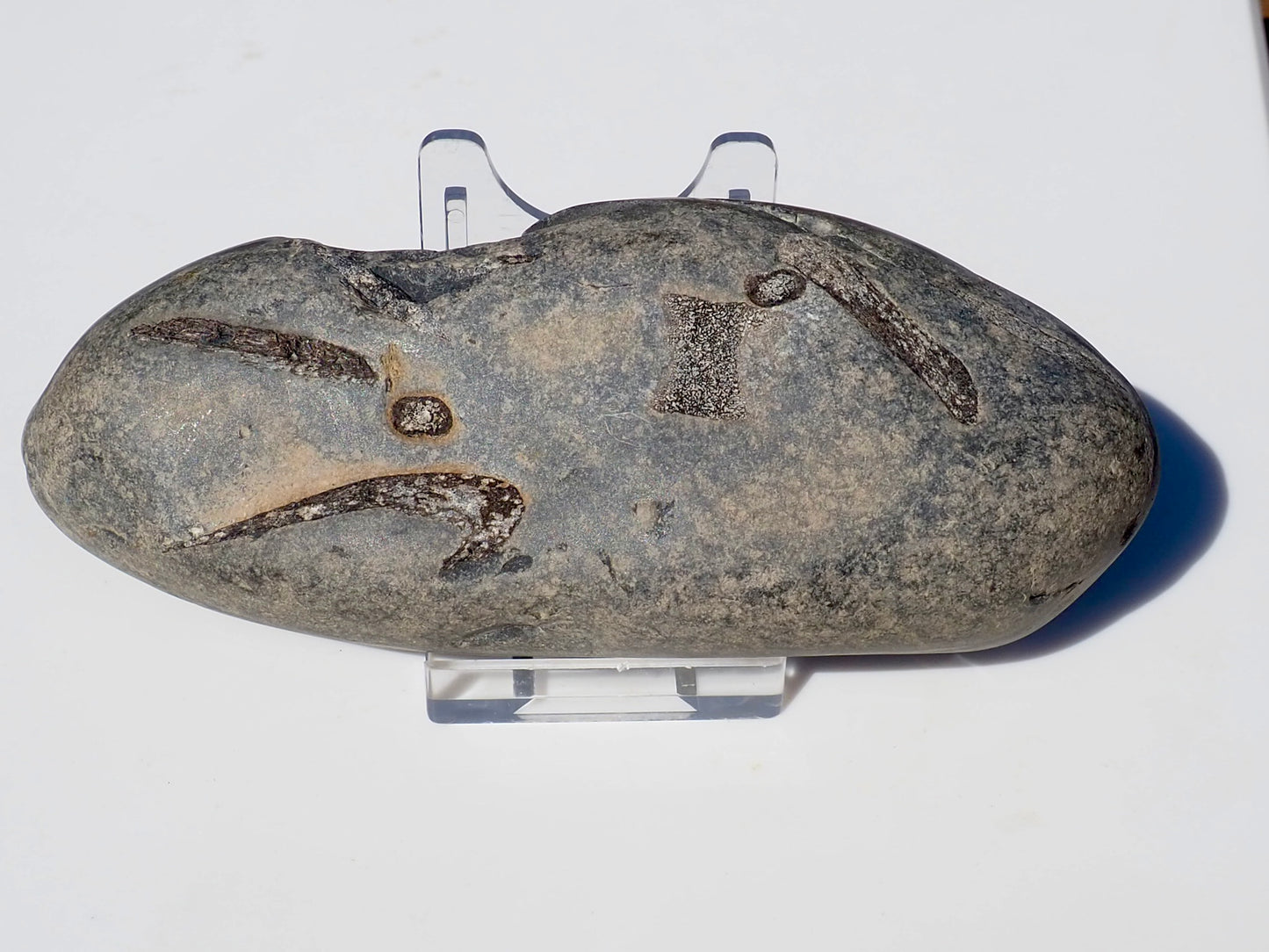 Ichthyosaur Ribs - Cut & Polished