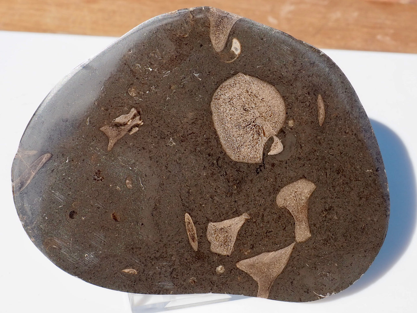 Cut & Polished Ichthyosaur Bones