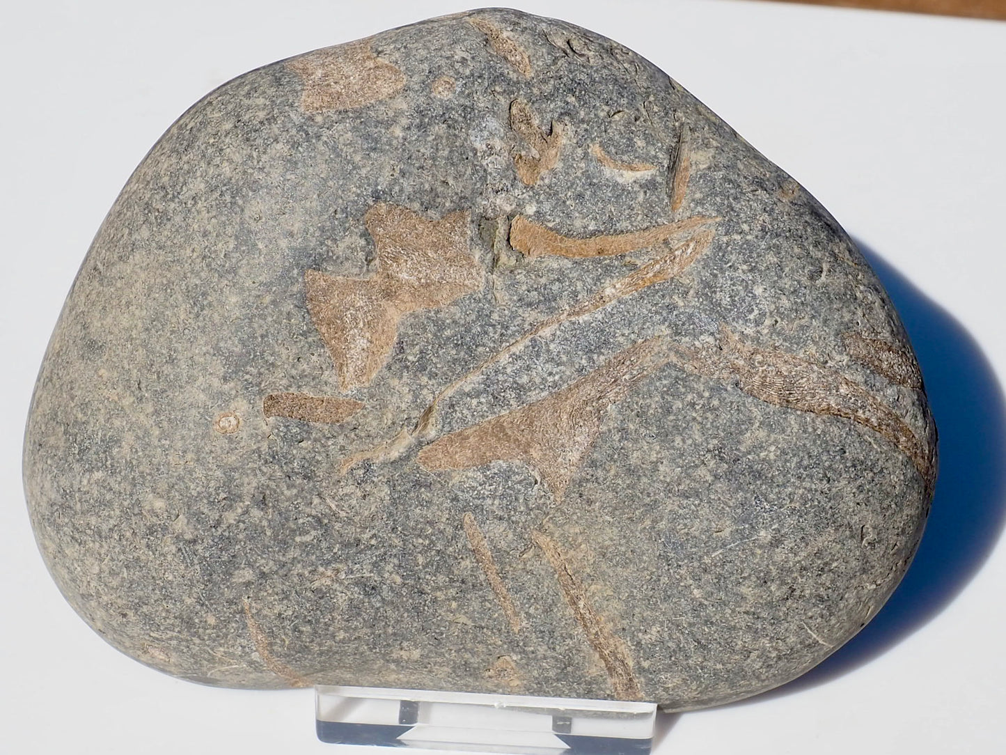 Cut & Polished Ichthyosaur Bones