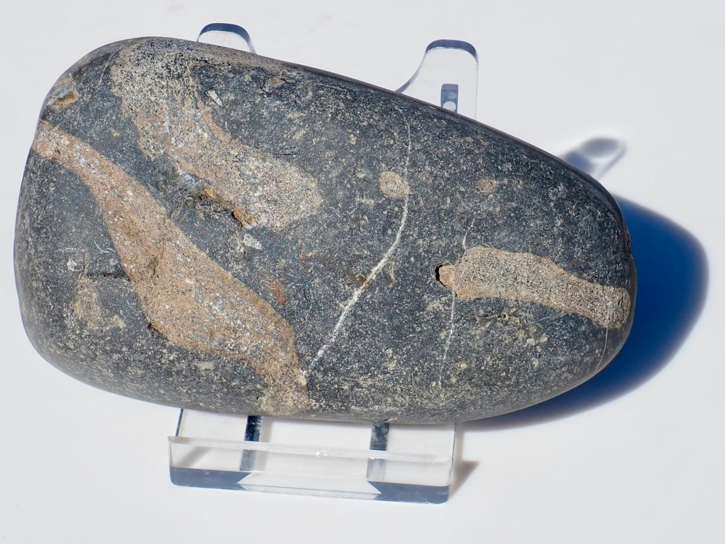 Ichthyosaur Ribs Cut & Polished (Stomach Contents)