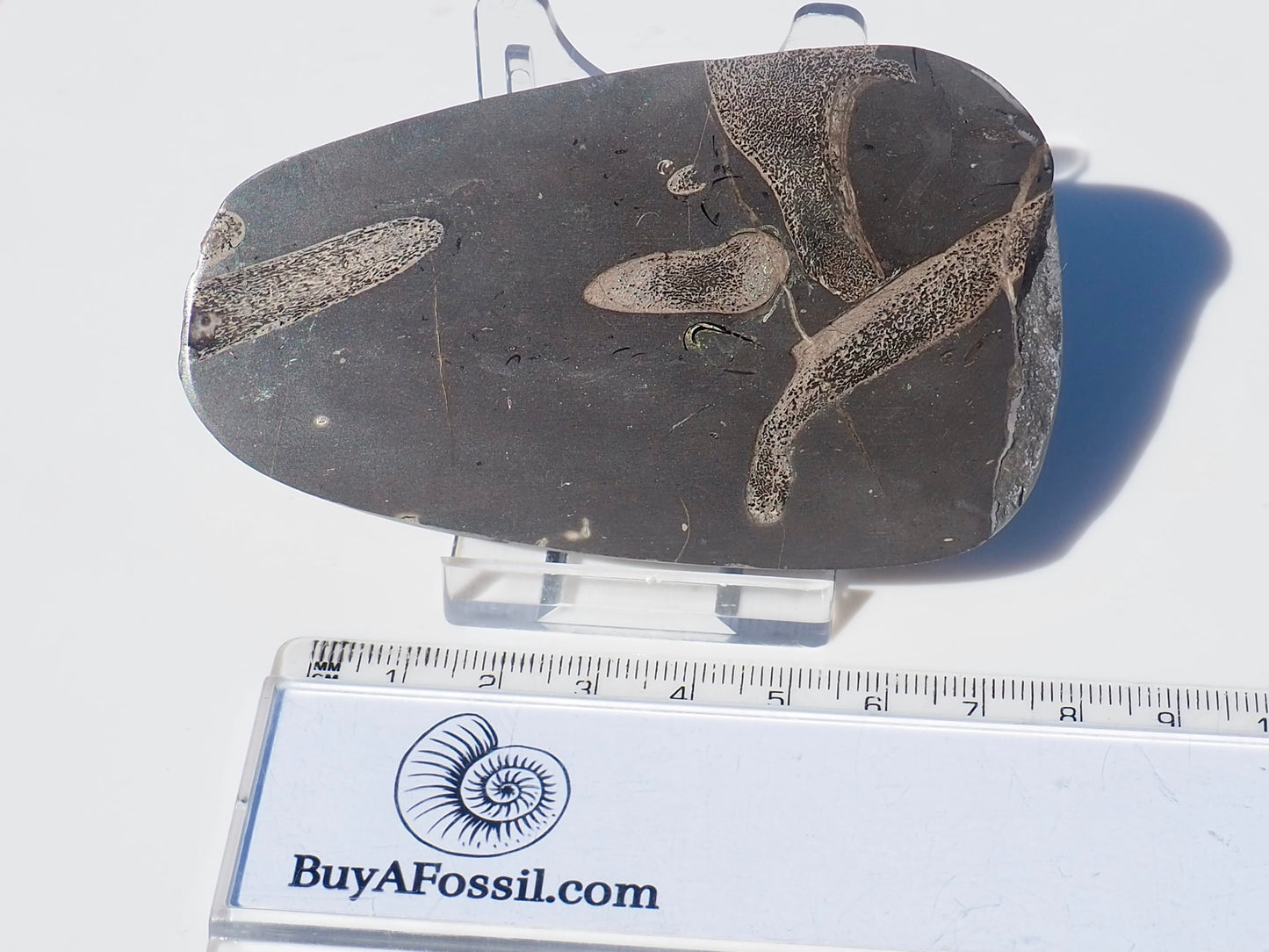 Ichthyosaur Ribs Cut & Polished (Stomach Contents)