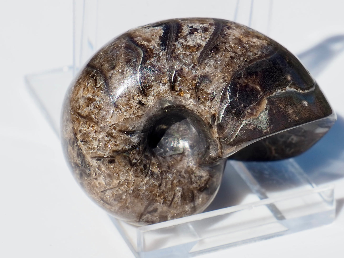 Nautilus Fossil
