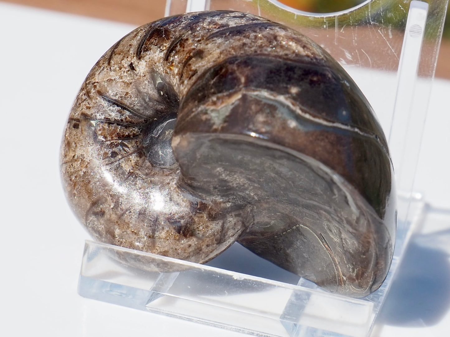 Nautilus Fossil