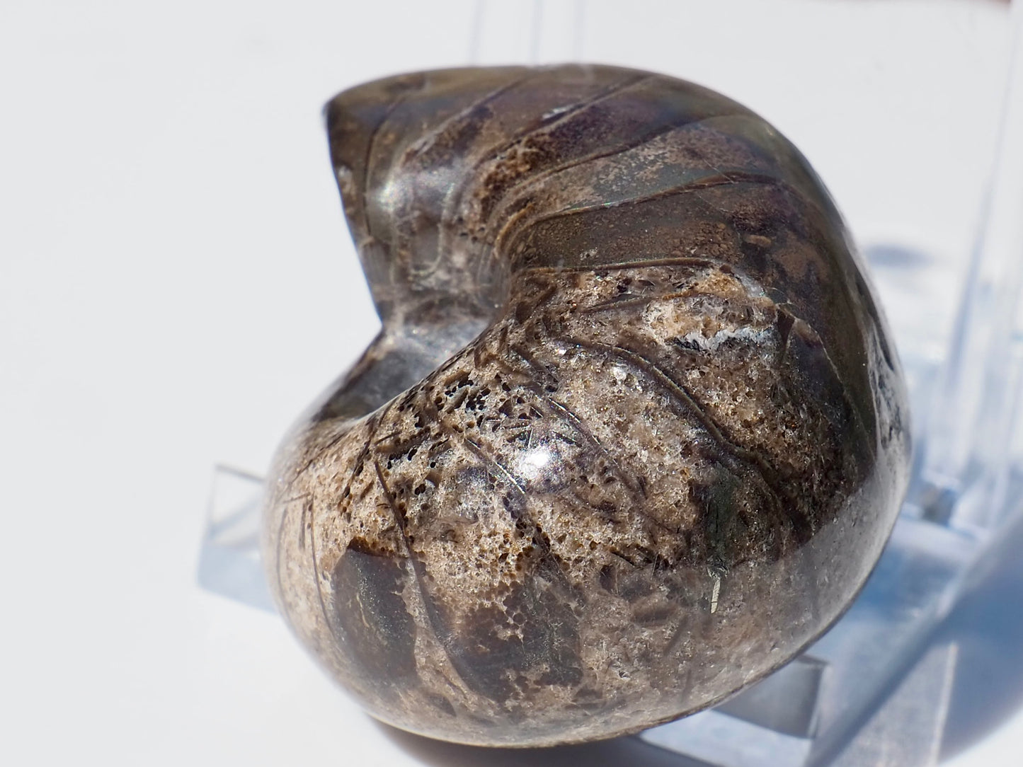 Nautilus Fossil