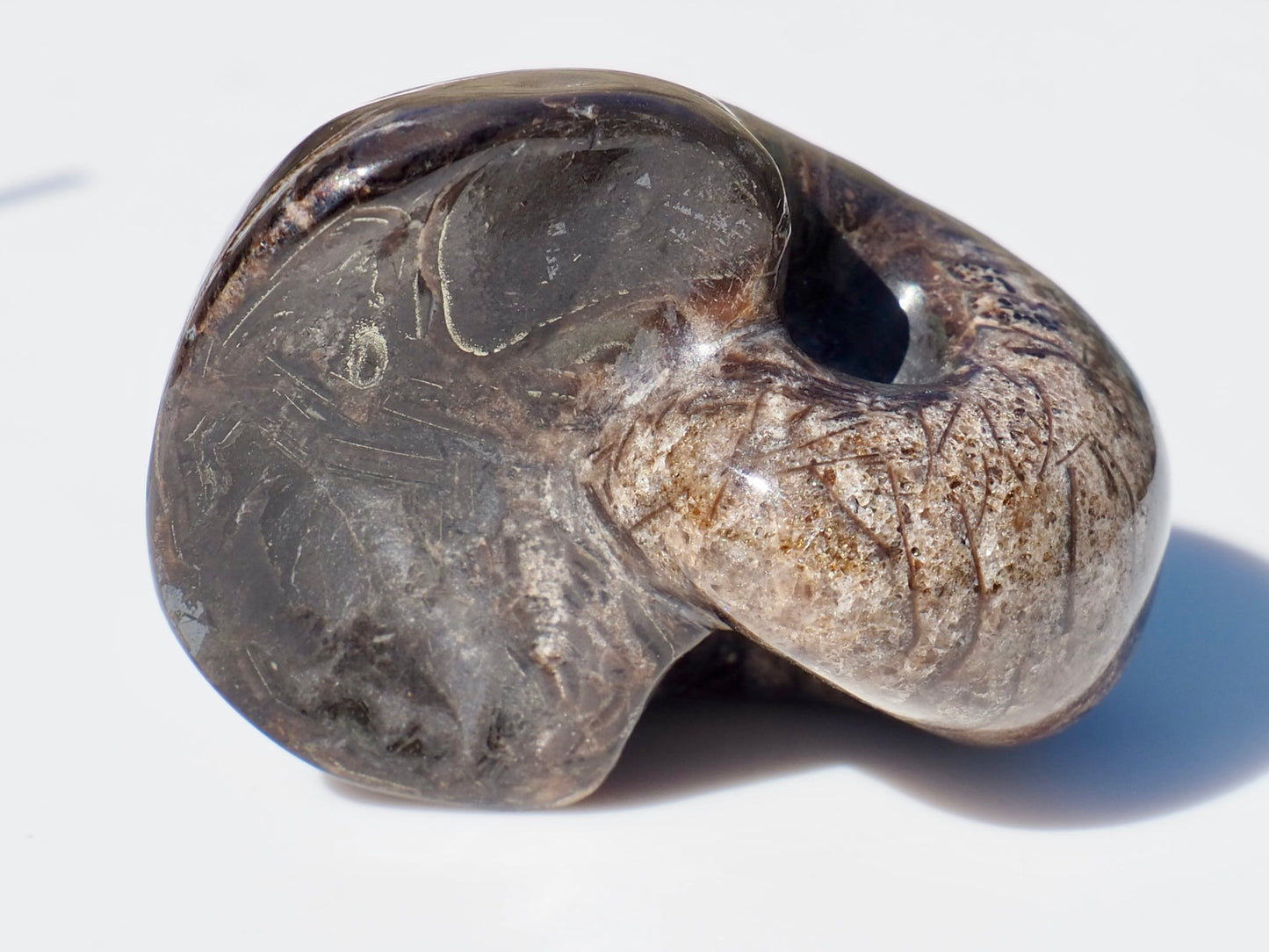 Nautilus Fossil
