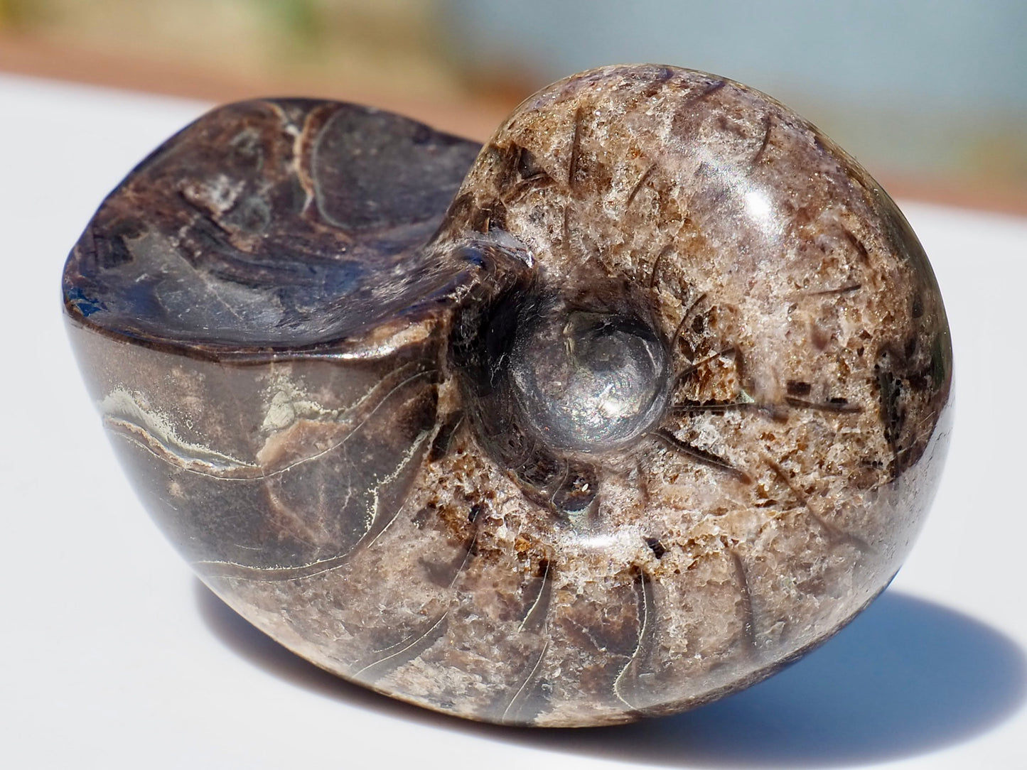 Nautilus Fossil