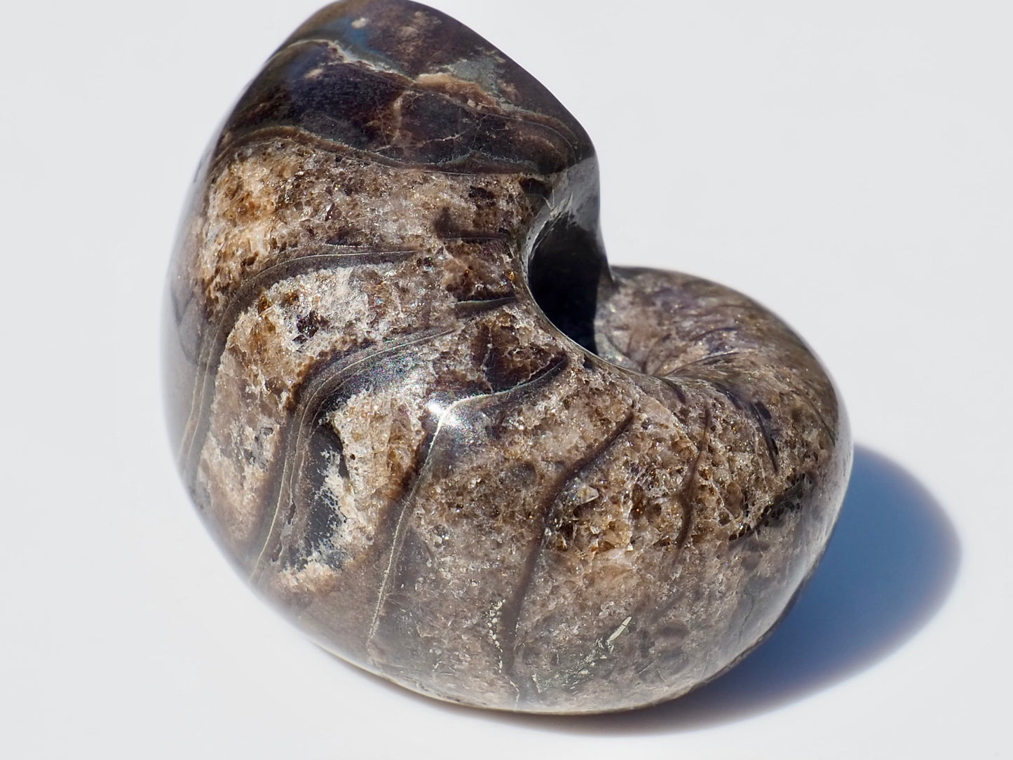 Nautilus Fossil