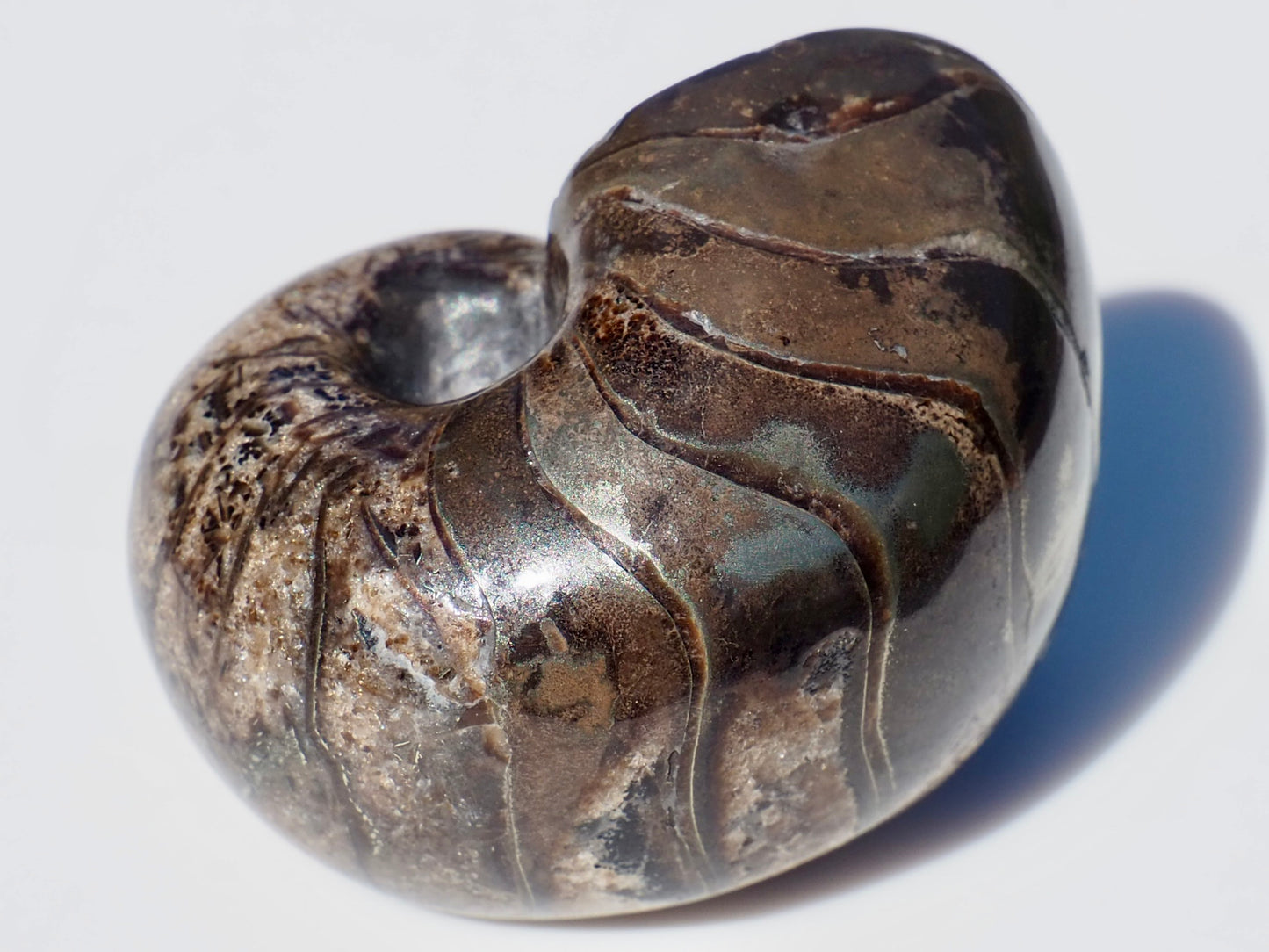 Nautilus Fossil