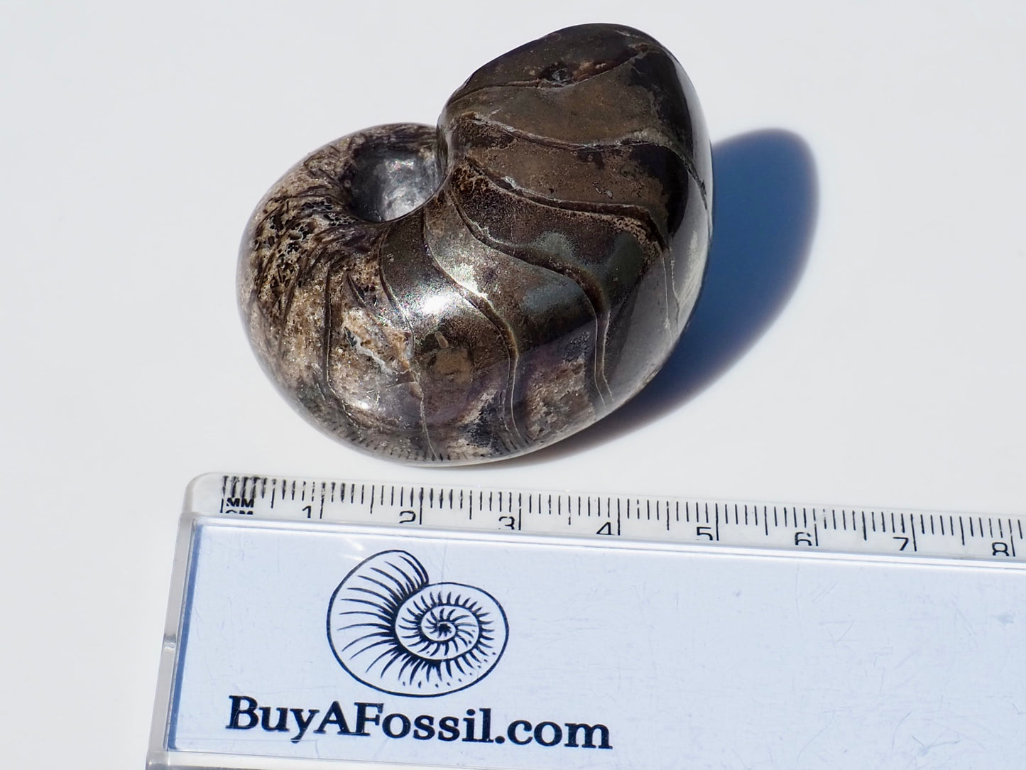 Nautilus Fossil