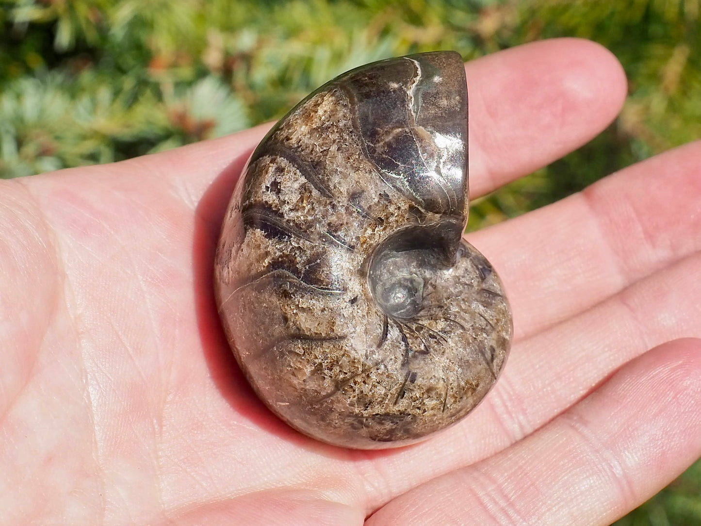 Nautilus Fossil
