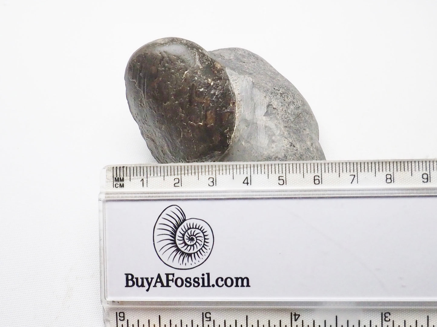 Shell In Matrix