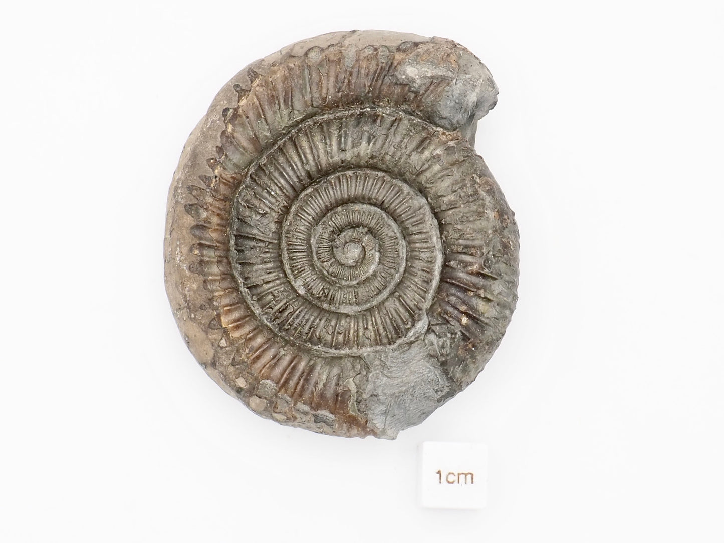 Dactylioceras Ammonite Fossil from Whitby Yorkshire Coast
