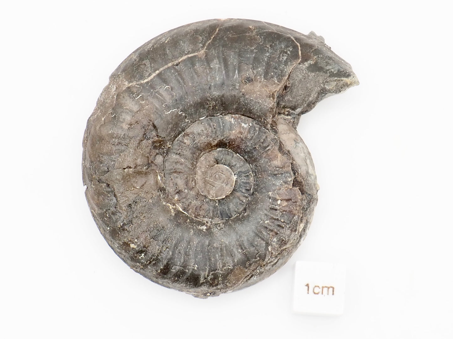 Grammoceras Ammonite Fossil from Whitby Yorkshire Coast Jurassic