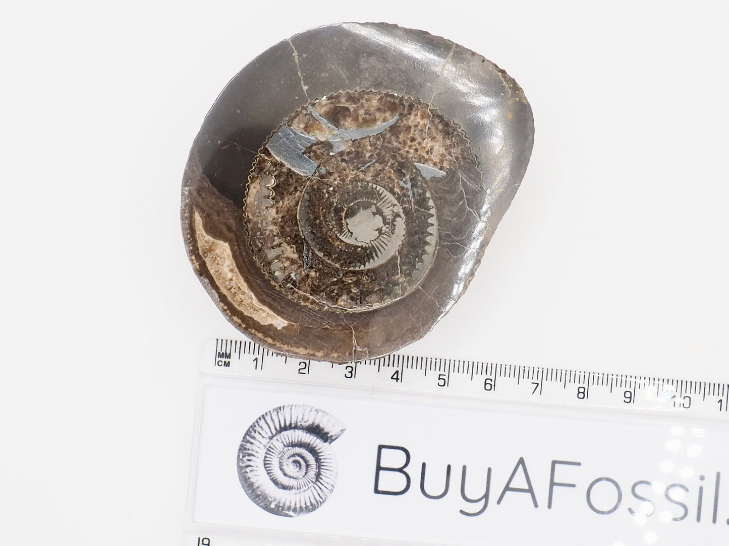 Cut and Polished Dactylioceras Ammonite Fossil from Whitby Yorkshire Coast