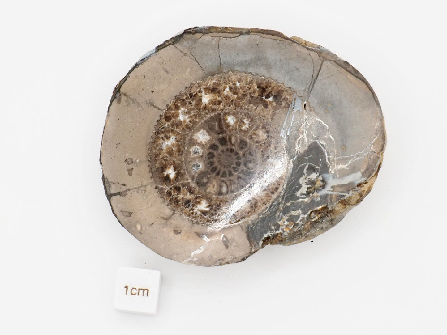 Cut and Polished Dactylioceras Ammonite Fossil from Whitby Yorkshire Coast