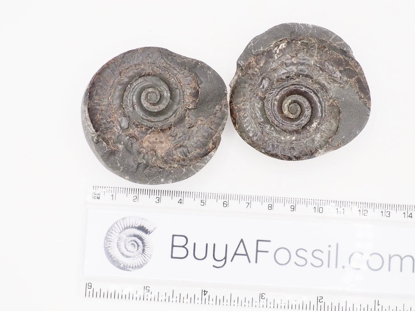 Small Hildoceras Ammonite Split Pair Fossil from Whitby Yorkshire Coast