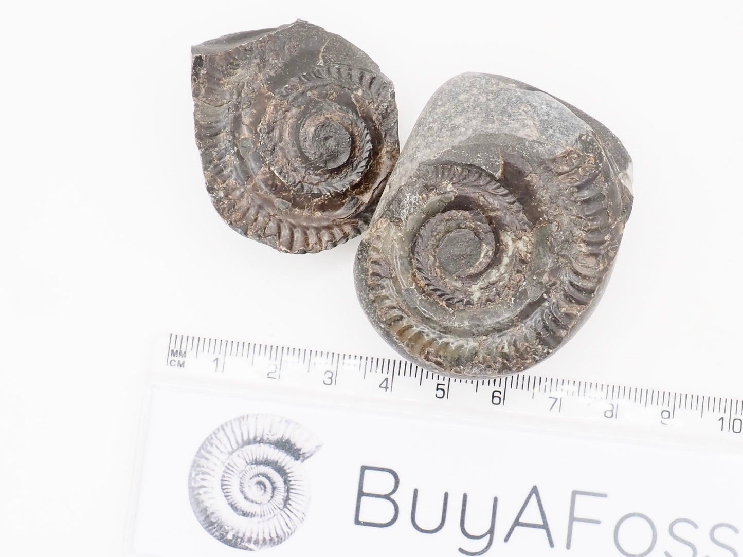 Small Hildoceras Ammonite Split Pair Fossil from Whitby Yorkshire Coast