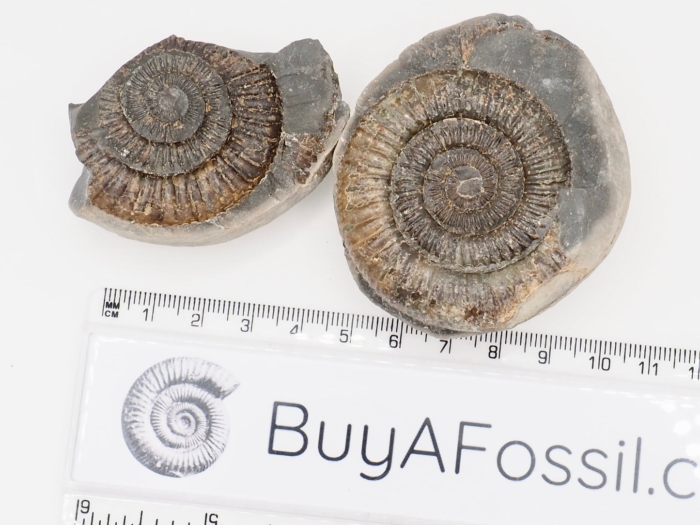 Dactylioceras Ammonite Split Pair Fossil from the Yorkshire Coast