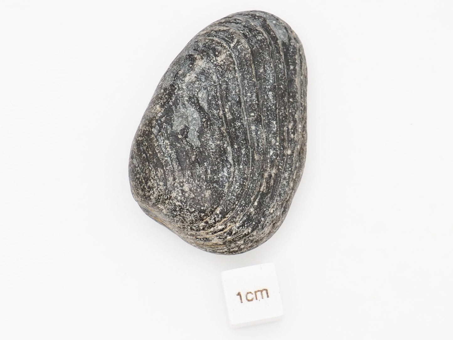 Lower Lias Bivalve Fossil Shell from the Jurassic Coast