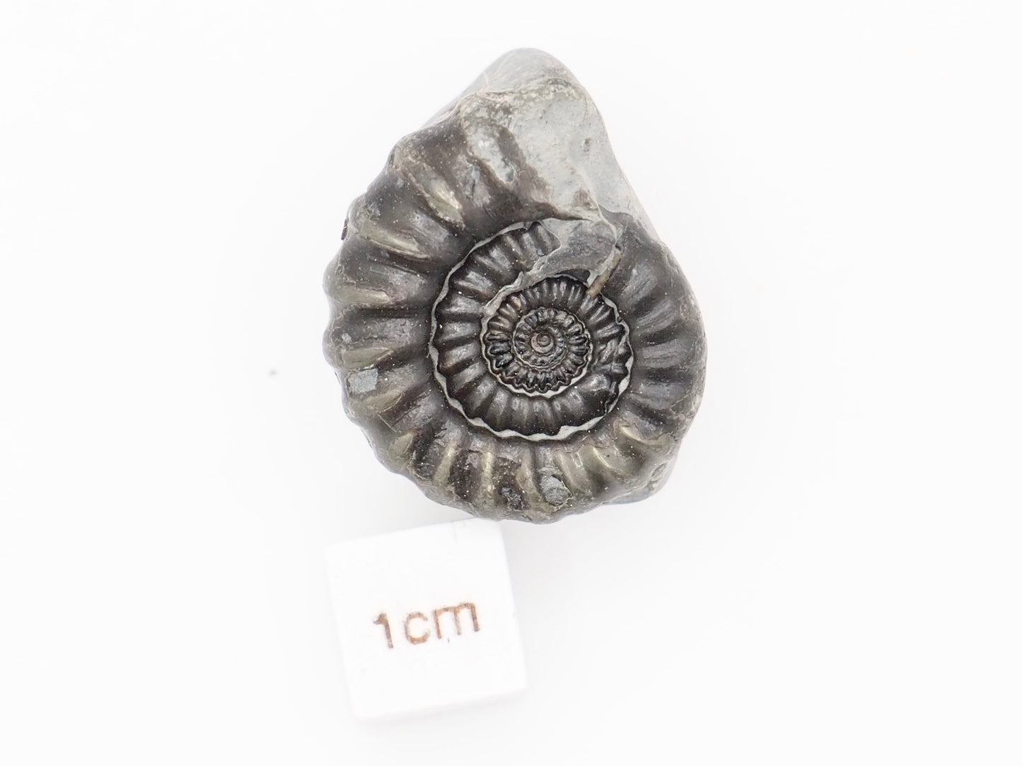 Gagaticeras Ammonite Fossil from the Lower Lias