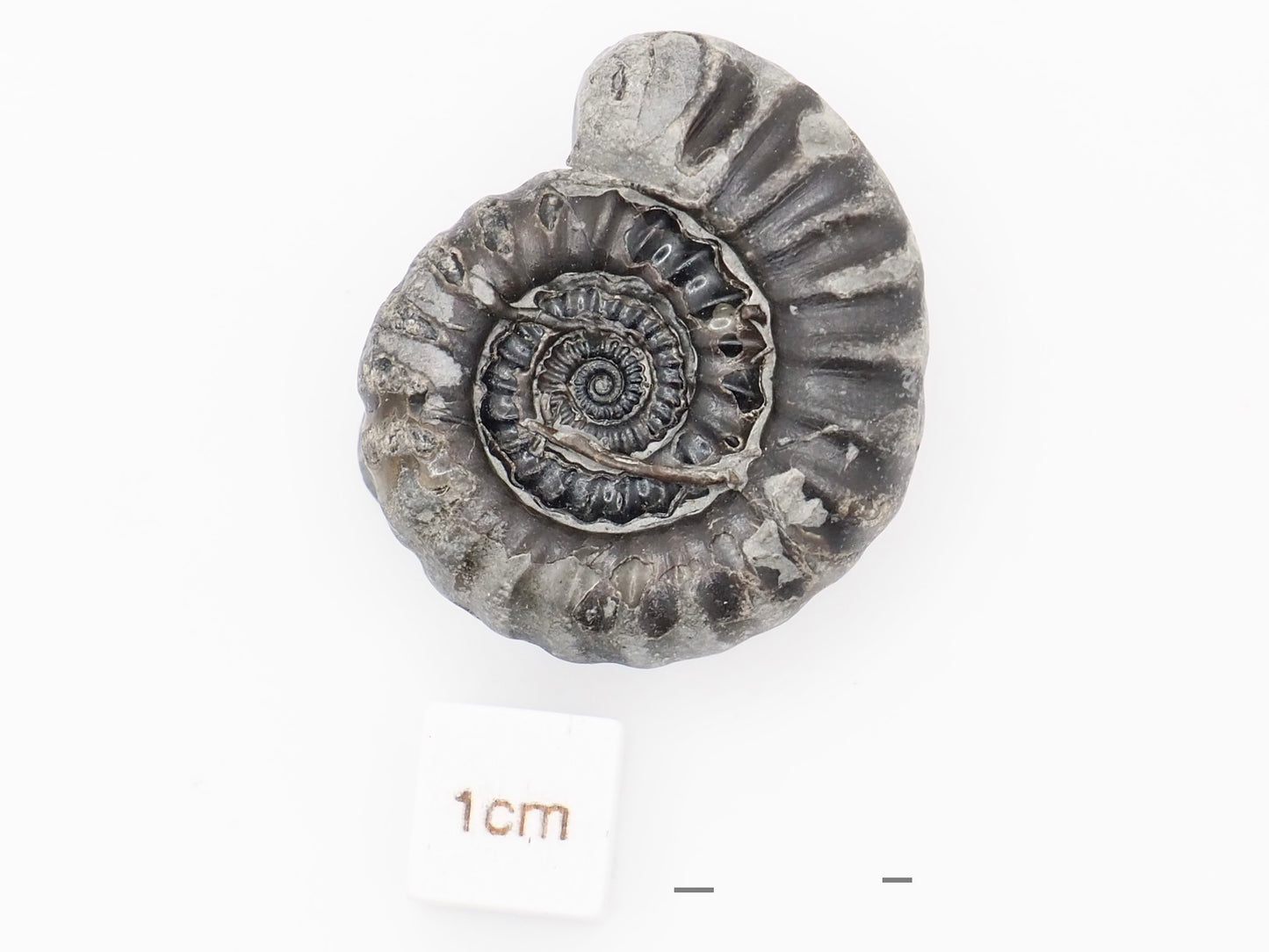 Gagaticeras Ammonite Fossil with Worm Tube Lower Lias