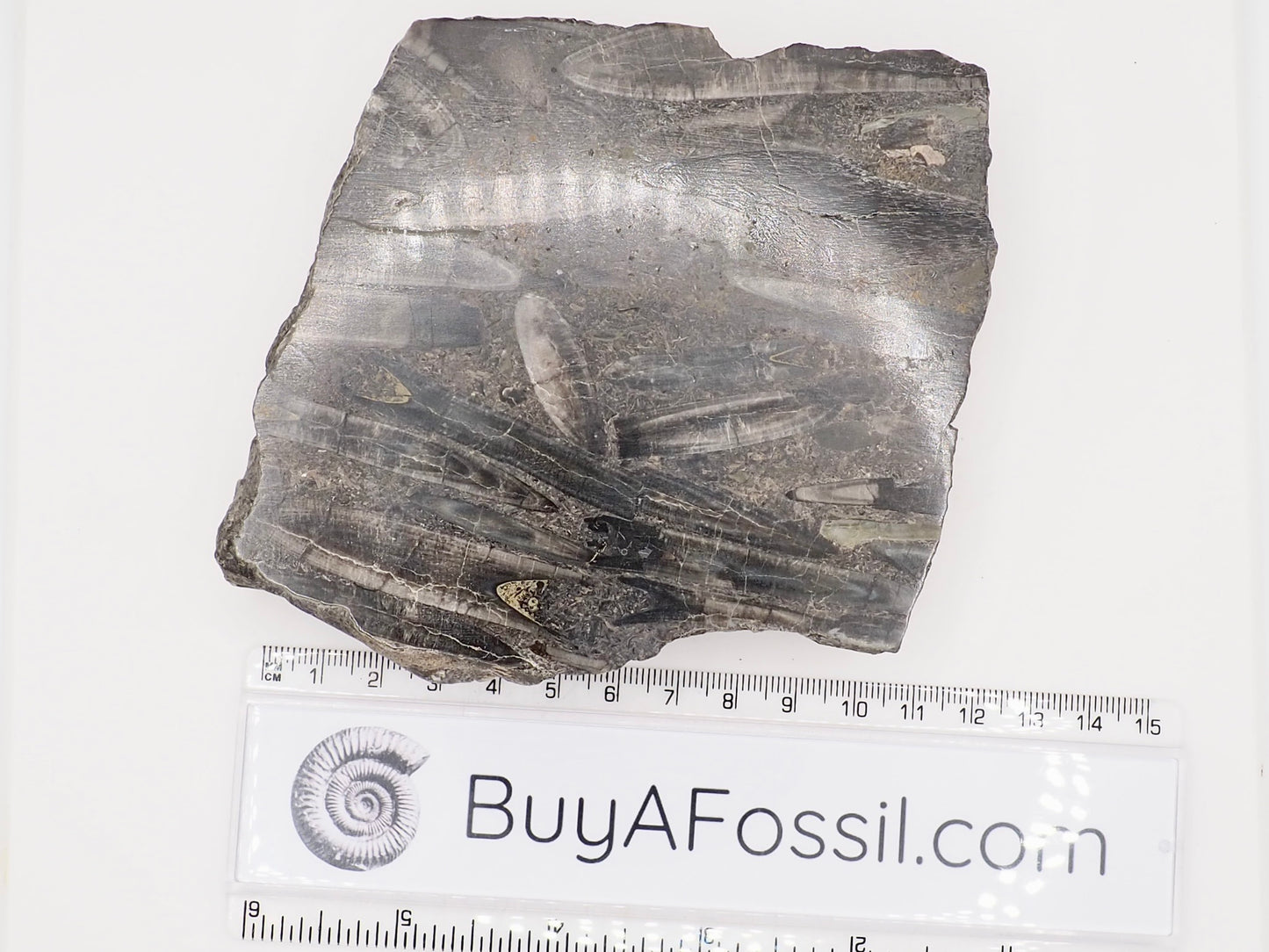 Polished Belemnite Battlefield Fossil from the Yorkshire Coast