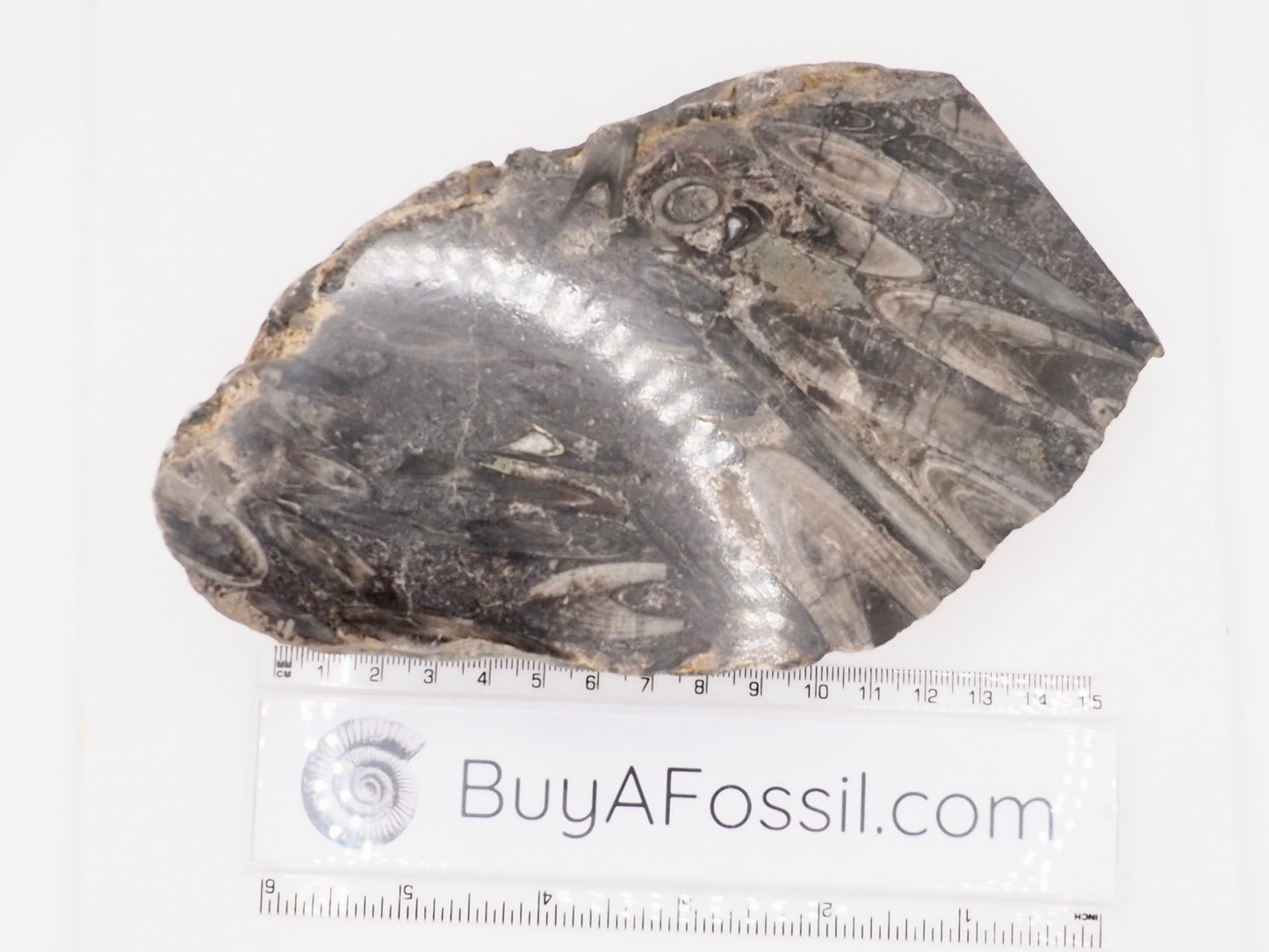 Polished Belemnite Battlefield Fossil from the Yorkshire Coast