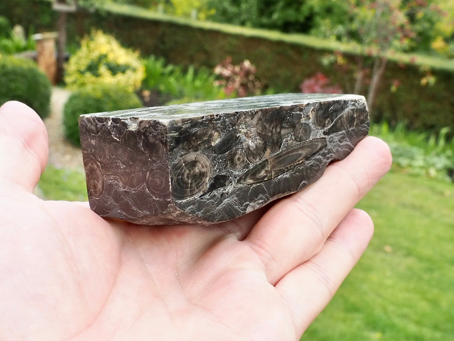 Polished Belemnite Battlefield Fossil from the Yorkshire Coast
