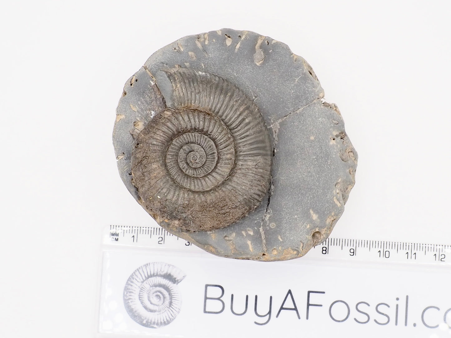 Dactylioceras Ammonite Fossil from the Yorkshire Coast