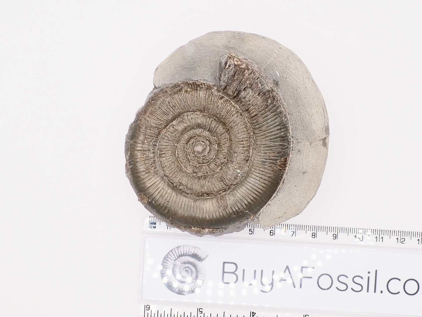 Dactylioceras Tenuicostatum Ammonite Fossil from Whitby