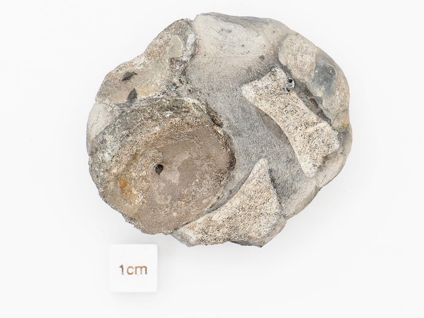 Ichthyosaur Vertebra Fossil in Beach Pebble from Yorkshire