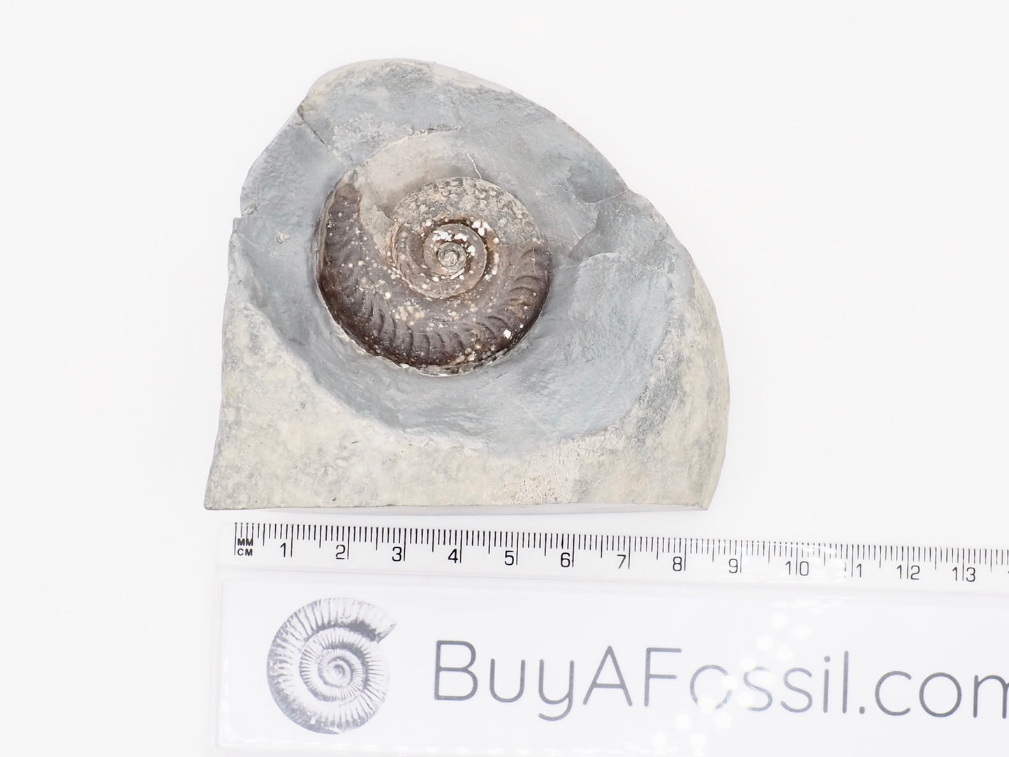 Hildoceras Ammonite Fossil Display Specimen from Whitby