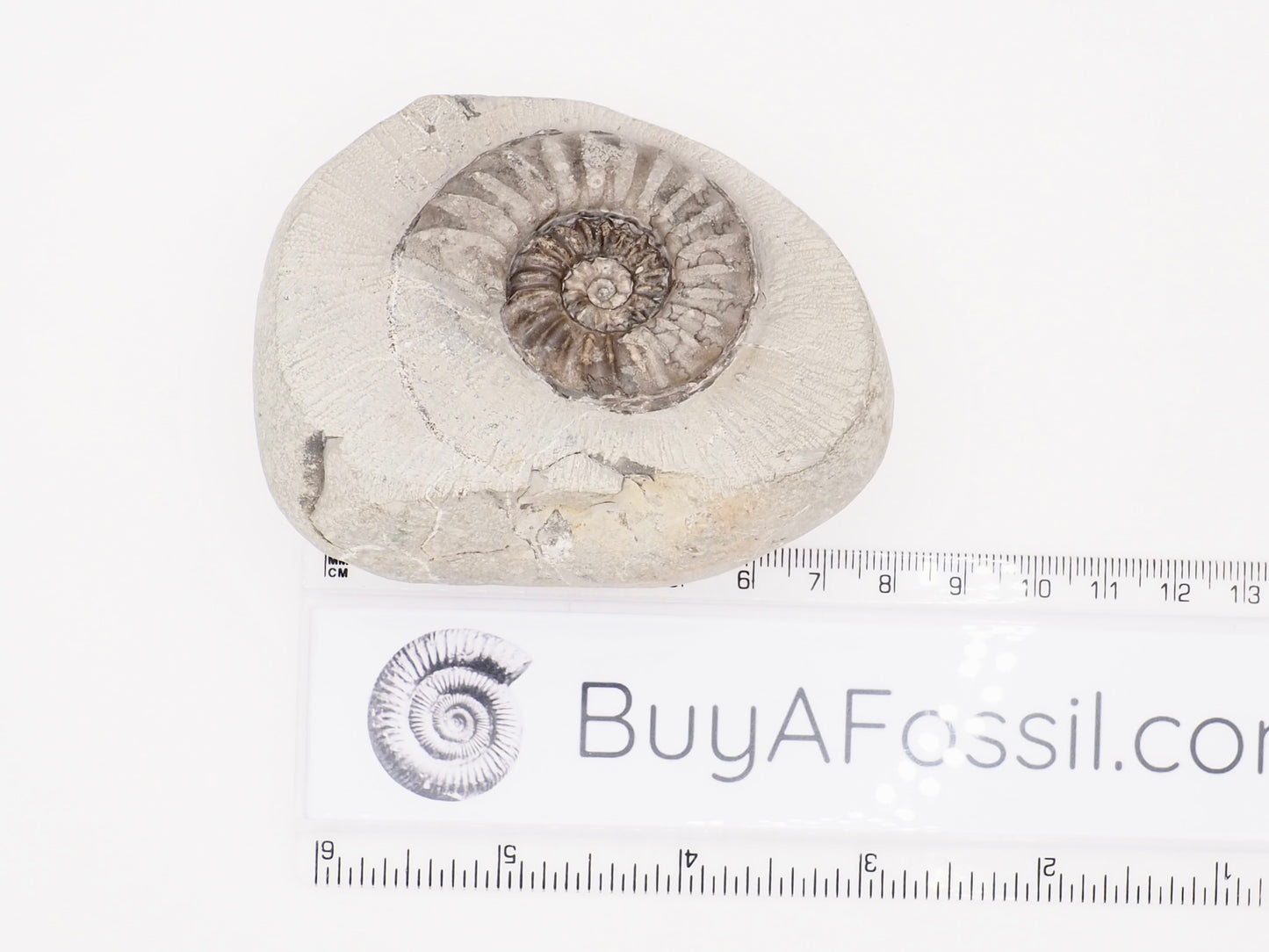 Prepared Asteroceras Ammonite Fossil from Robin Hood’s Bay