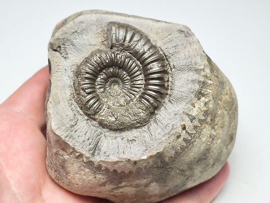 Ammonite - Pick N Mix