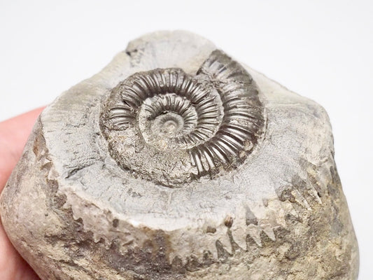 Ammonite - Pick N Mix