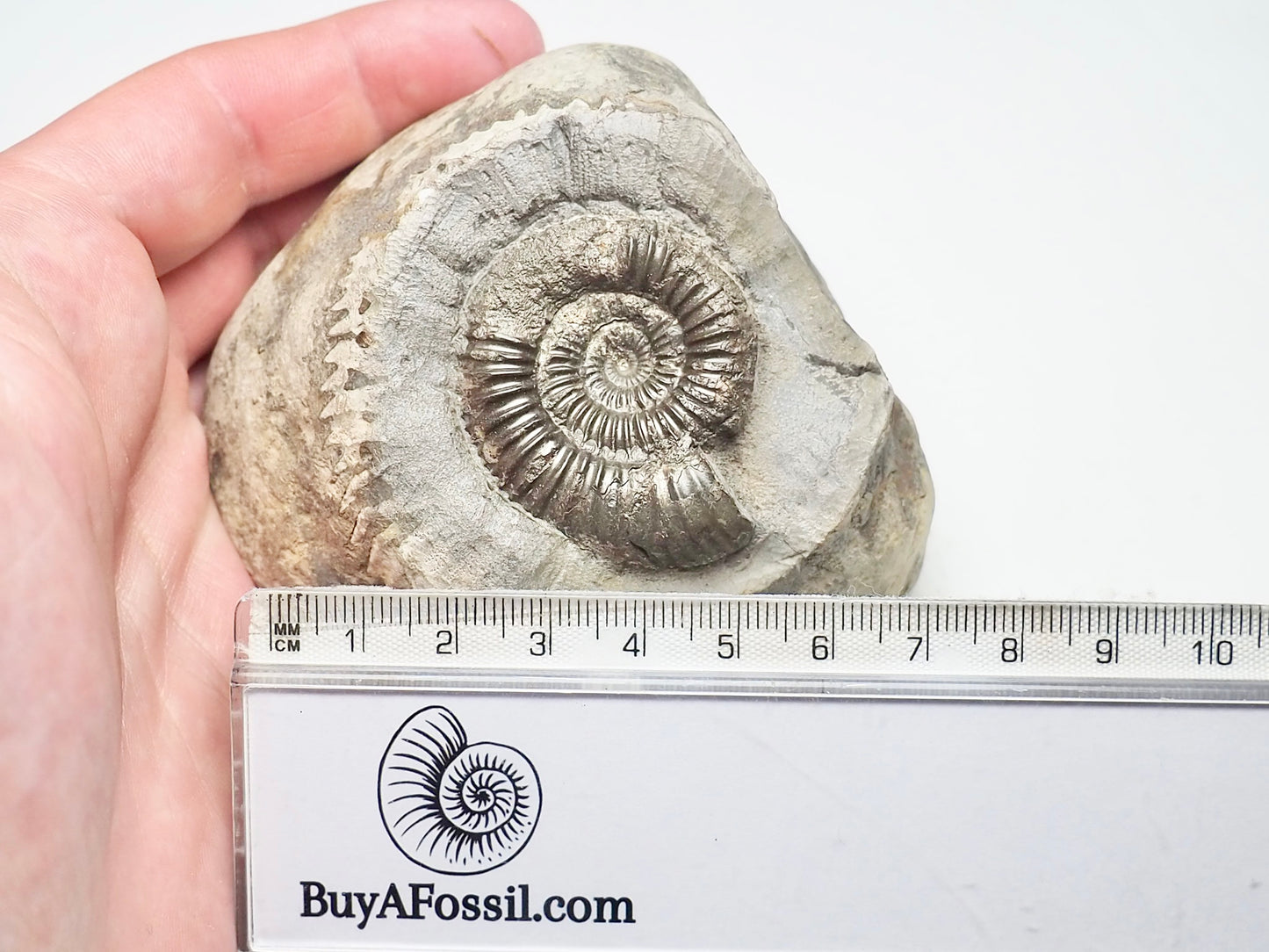 Ammonite - Pick N Mix